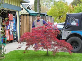 Hubby behind the Japanese Maple