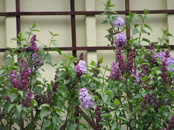 Fragrant lilacs