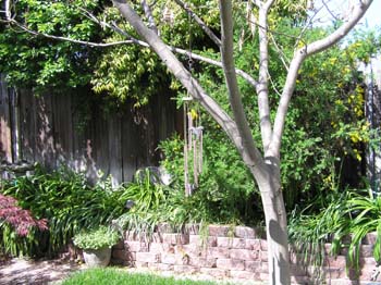 Back yard Mimosa tree